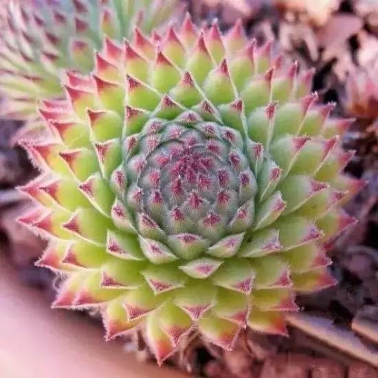 270种多肉,你见过几种?