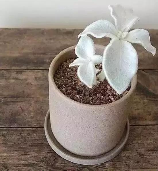 270种多肉,你见过几种?