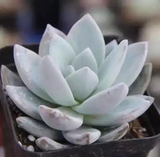 270种多肉,你见过几种?