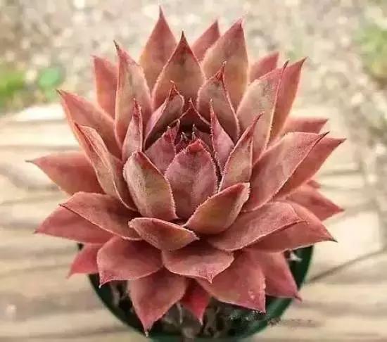 270种多肉,你见过几种?