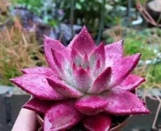 270种多肉,你见过几种?