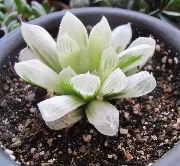 270种多肉,你见过几种?