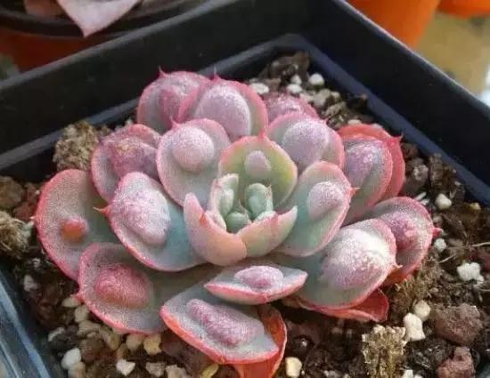 270种多肉,你见过几种?