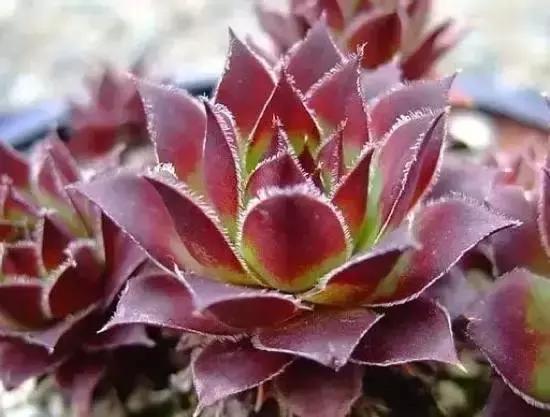 270种多肉,你见过几种?