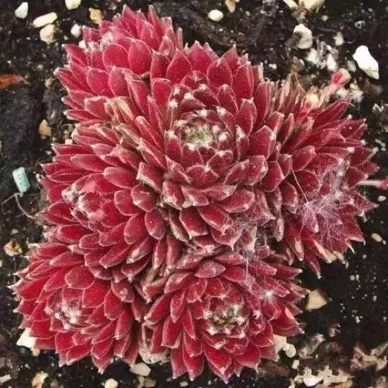 270种多肉,你见过几种?