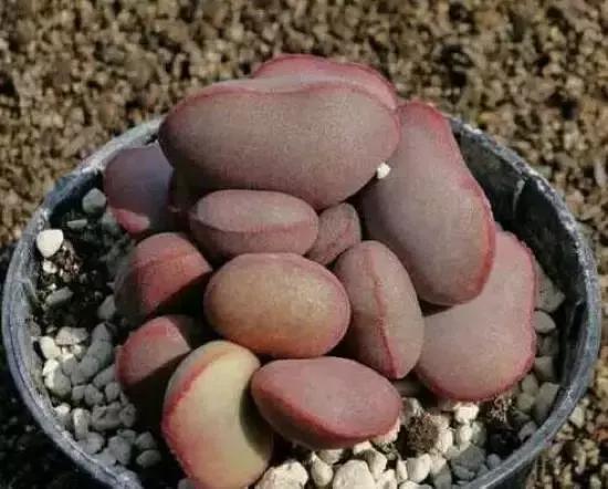 270种多肉,你见过几种?