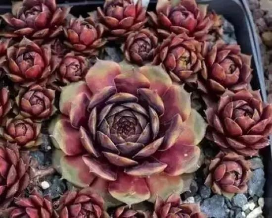 270种多肉,你见过几种?