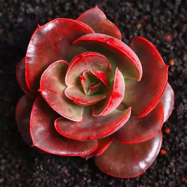 270种多肉,你见过几种?