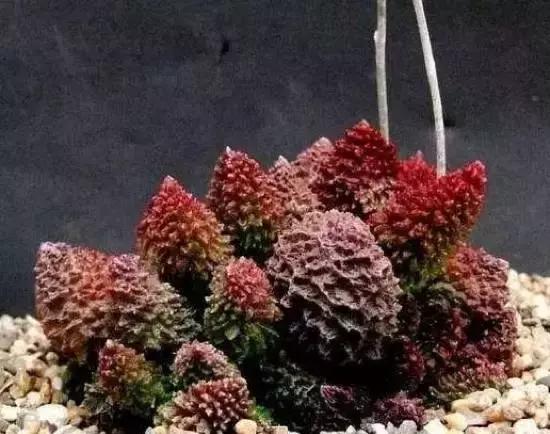 270种多肉,你见过几种?