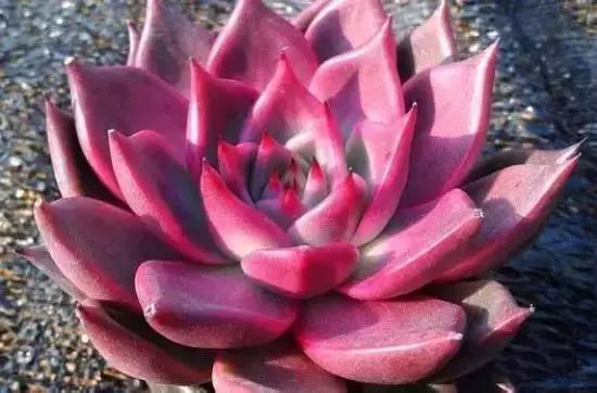 270种多肉,你见过几种?