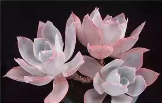 270种多肉,你见过几种?