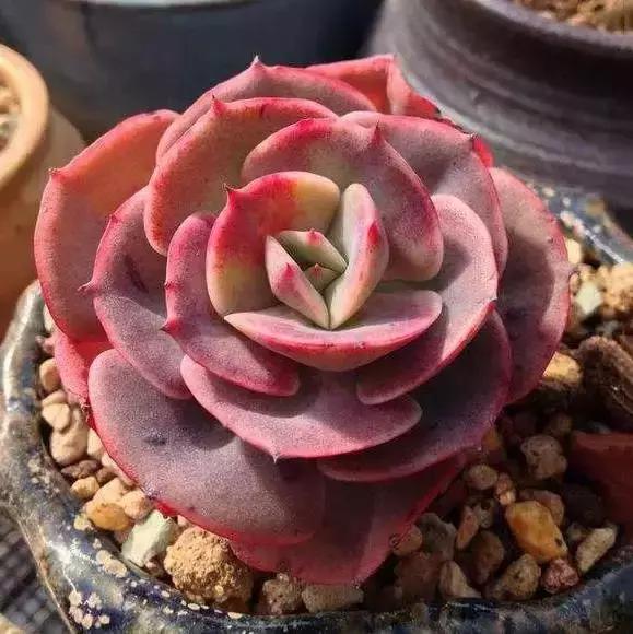 270种多肉,你见过几种?