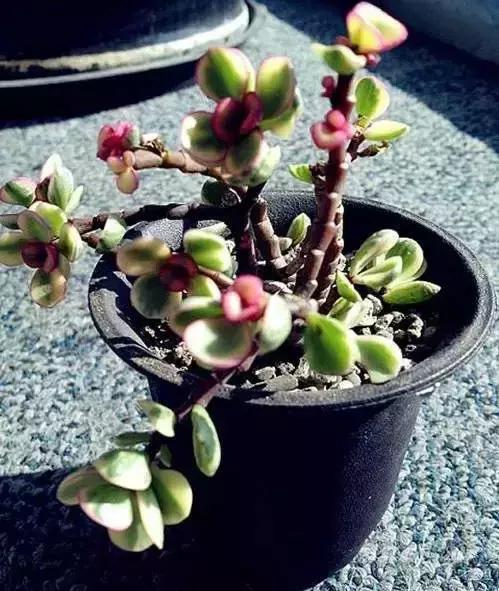 270种多肉,你见过几种?