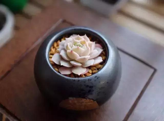 270种多肉,你见过几种?