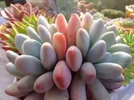 270种多肉,你见过几种?