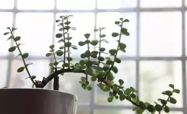 270种多肉,你见过几种?