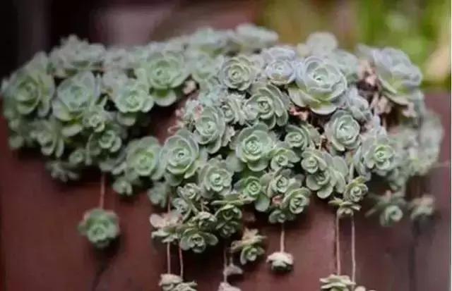 270种多肉,你见过几种?