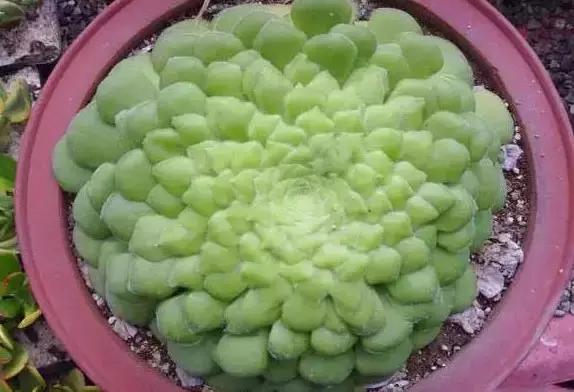 270种多肉,你见过几种?