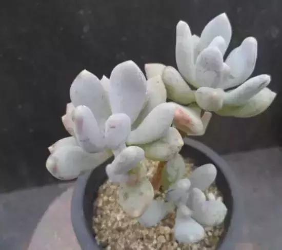 270种多肉,你见过几种?