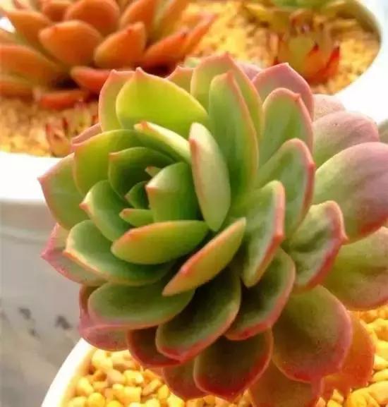 270种多肉,你见过几种?