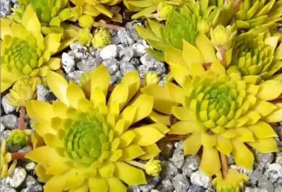 270种多肉,你见过几种?