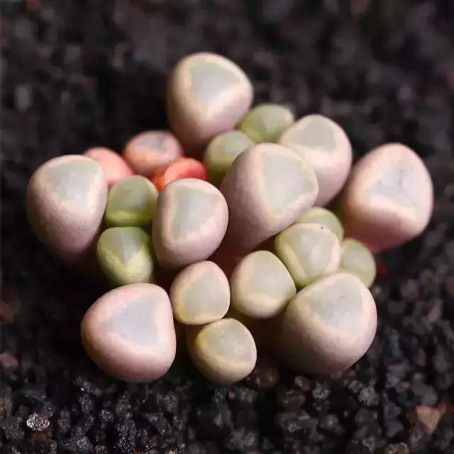 270种多肉,你见过几种?