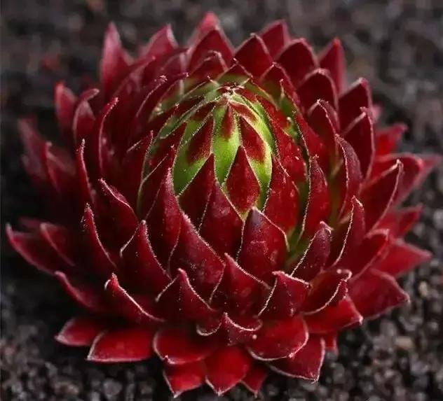 270种多肉,你见过几种?