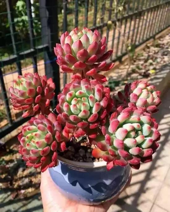 270种多肉,你见过几种?