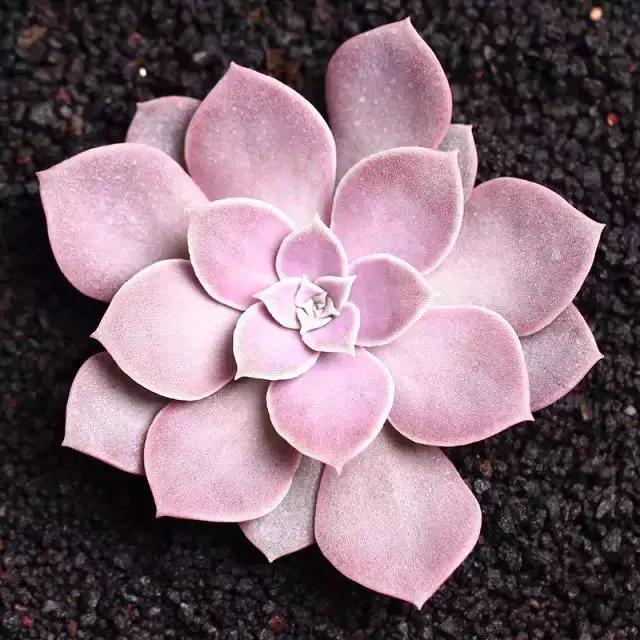 270种多肉,你见过几种?