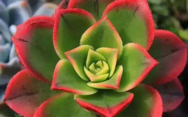 270种多肉,你见过几种?