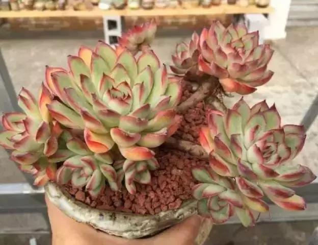 270种多肉,你见过几种?