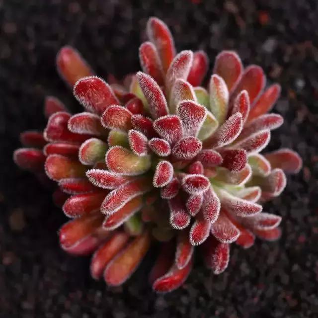 270种多肉,你见过几种?