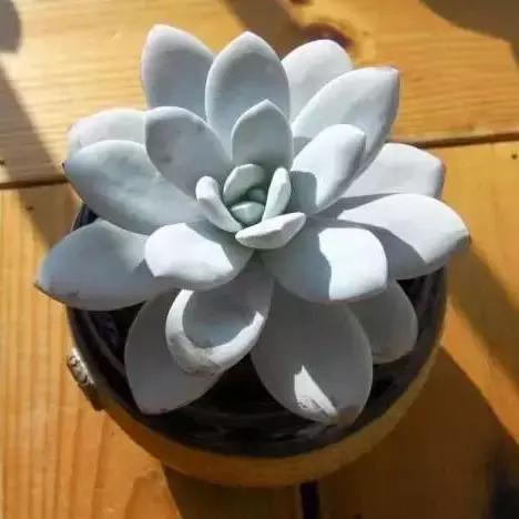 270种多肉,你见过几种?