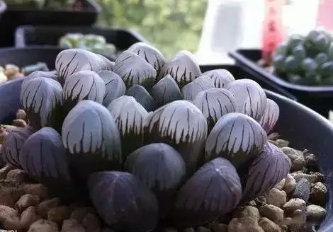 270种多肉,你见过几种?