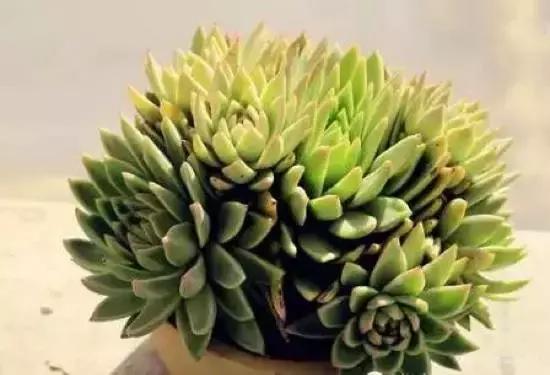 270种多肉,你见过几种?