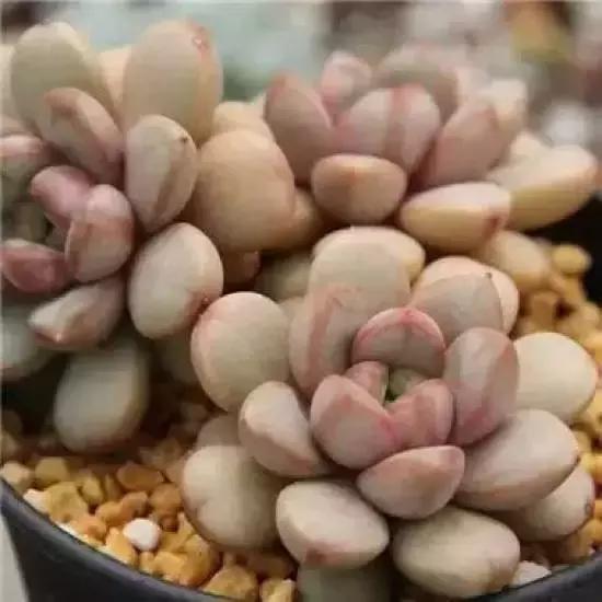 270种多肉,你见过几种?