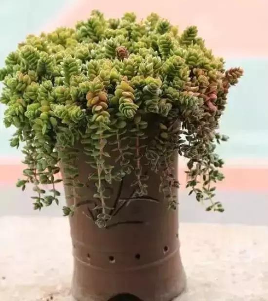 270种多肉,你见过几种?