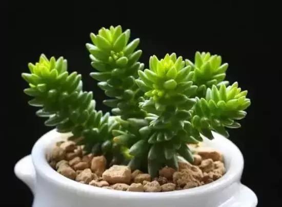 270种多肉,你见过几种?