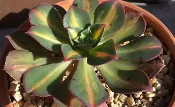 270种多肉,你见过几种?