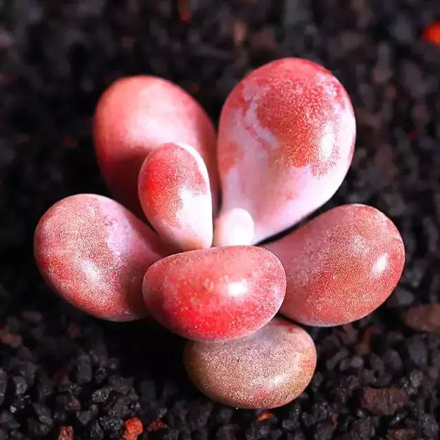 270种多肉,你见过几种?