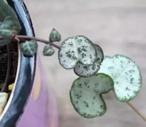 270种多肉,你见过几种?