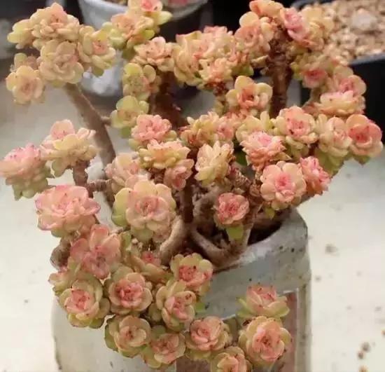 270种多肉,你见过几种?