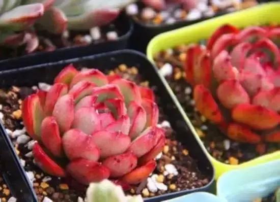 270种多肉,你见过几种?