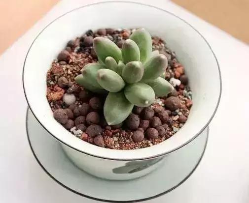 270种多肉,你见过几种?