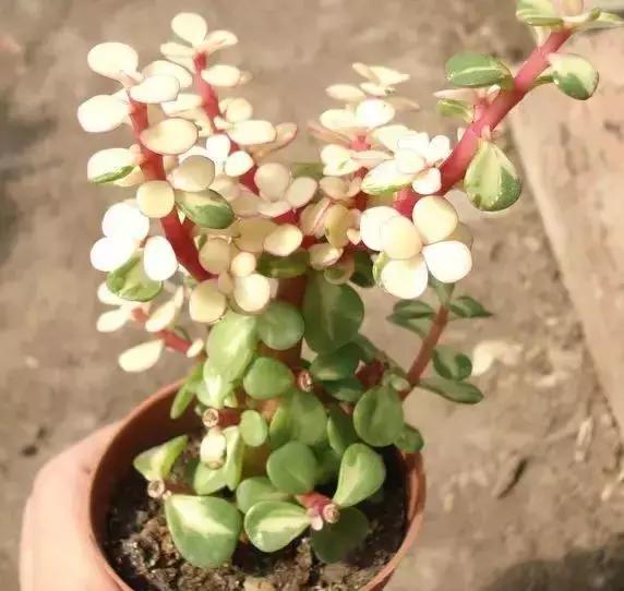 270种多肉,你见过几种?