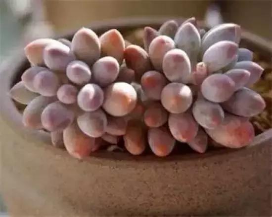 270种多肉,你见过几种?