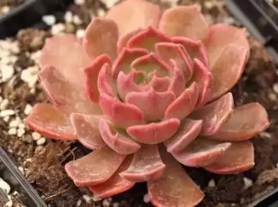 270种多肉,你见过几种?