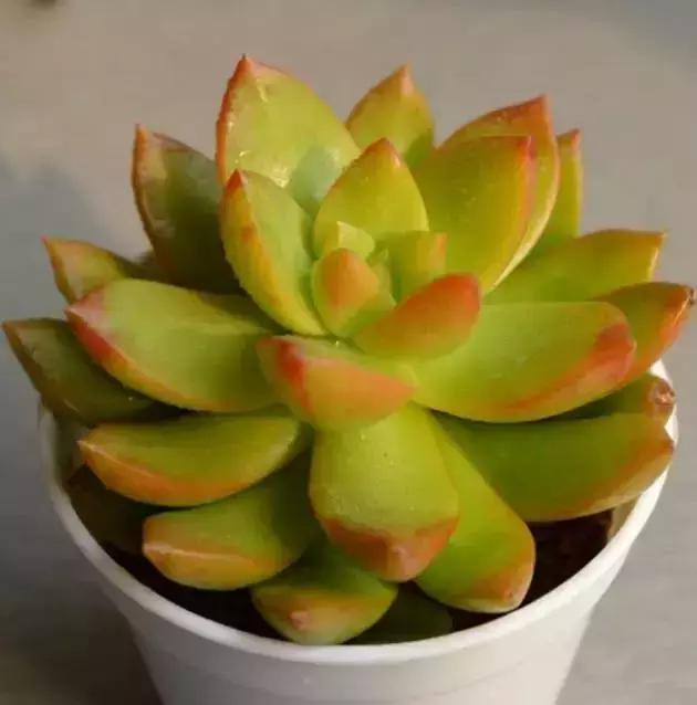 270种多肉,你见过几种?