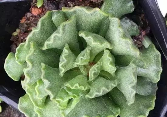 270种多肉,你见过几种?