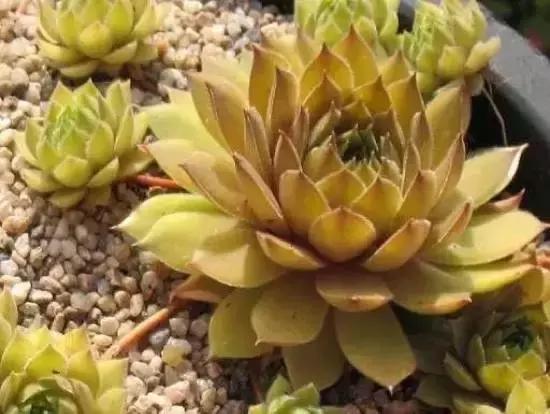 270种多肉,你见过几种?